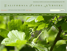 Tablet Screenshot of calfloranursery.com
